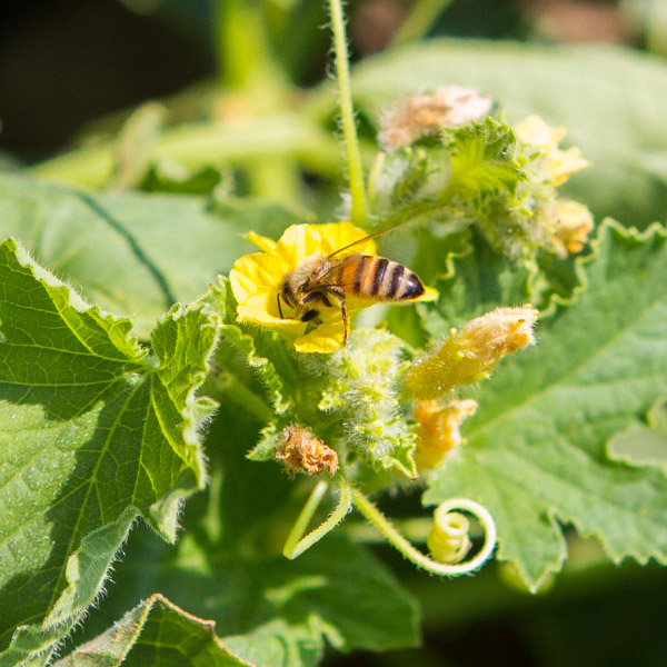 Dettaglio Coltura Fragole